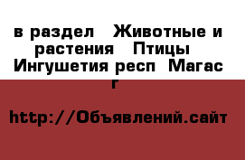  в раздел : Животные и растения » Птицы . Ингушетия респ.,Магас г.